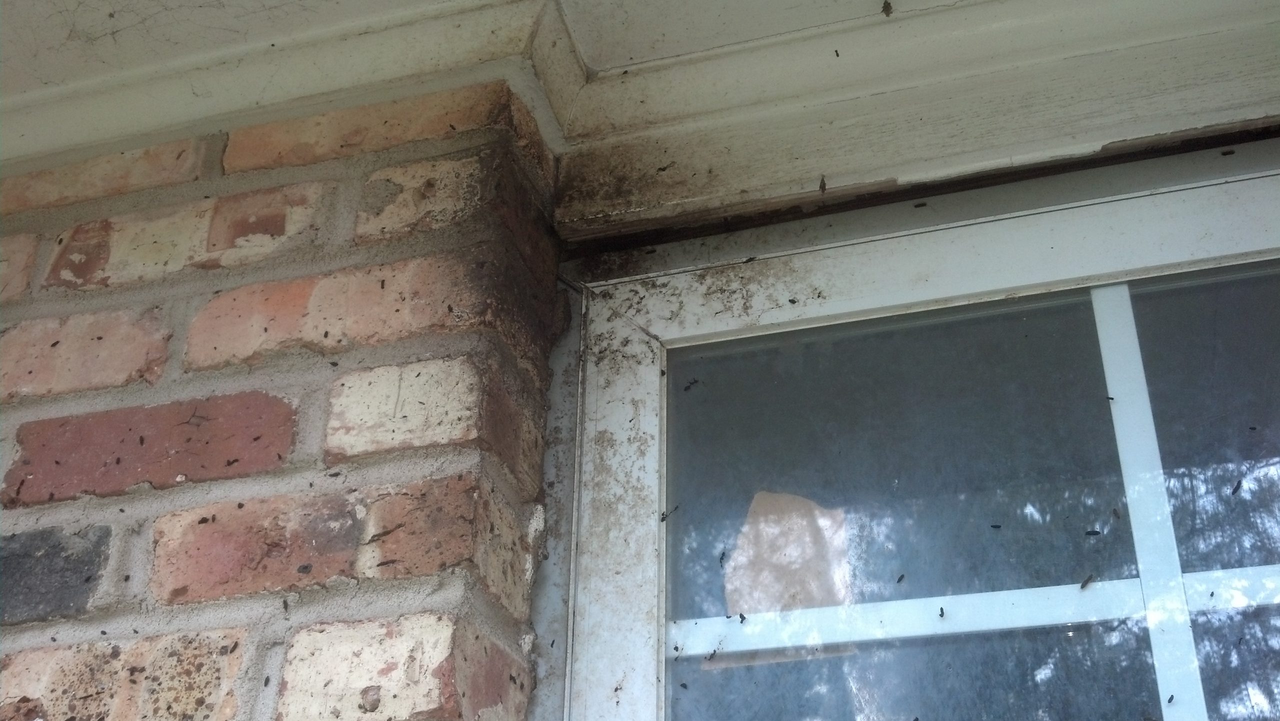 brown dirty spot made by bats by a window